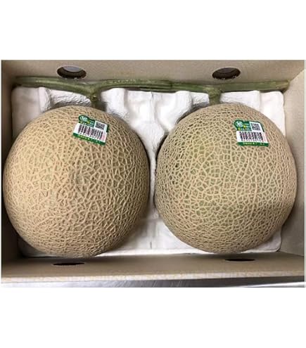 Amazon.co.jp: 糖度16度以上 JA茨城旭村 プレミアム アールスメロン